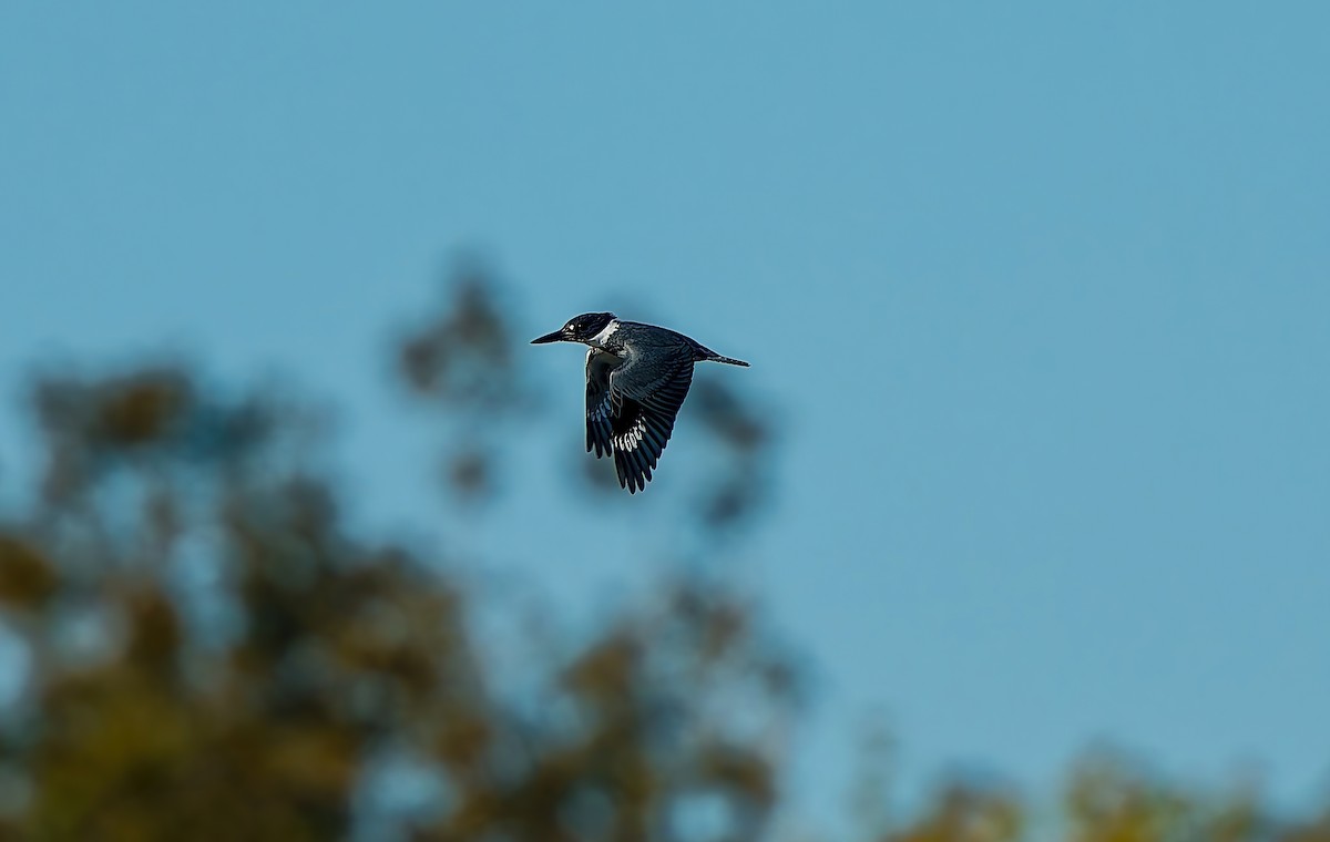 שלדג אמריקני - ML645071466