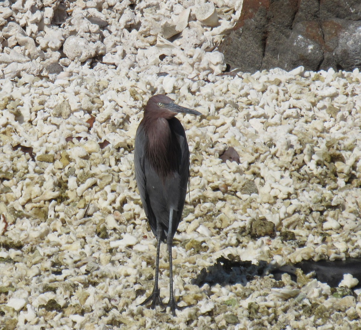 Reddish Egret - ML645071476