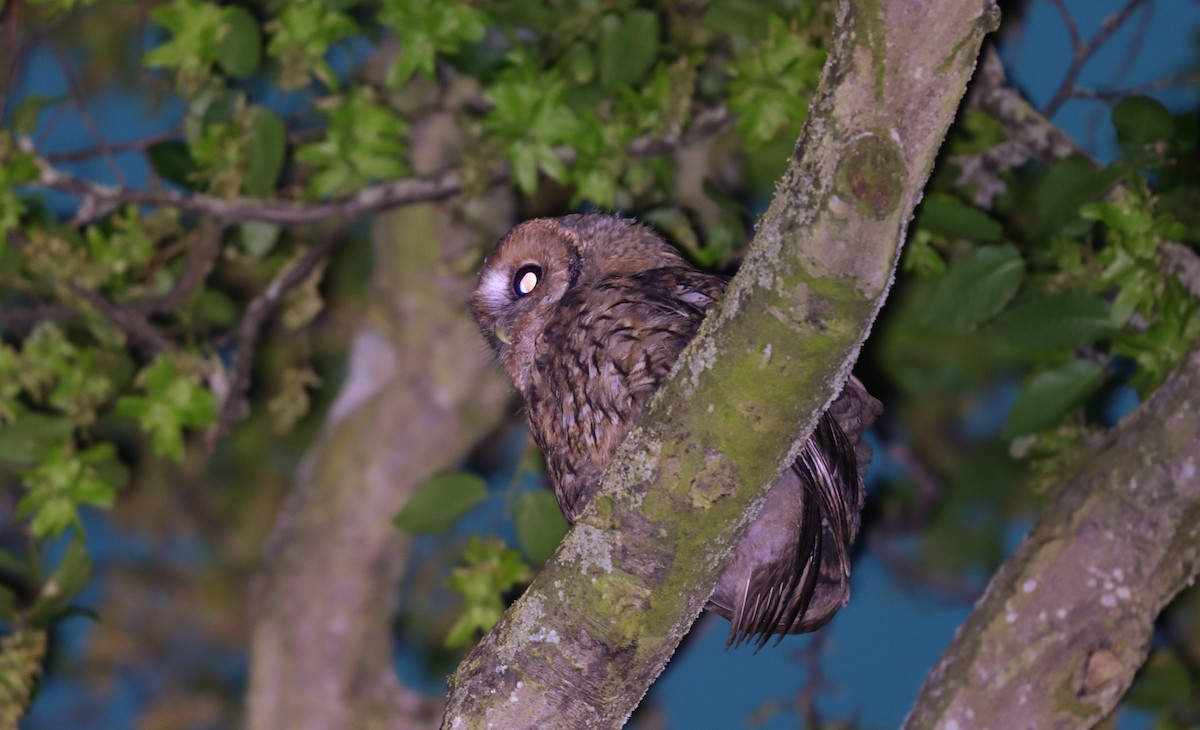 Chouette hulotte - ML645071481