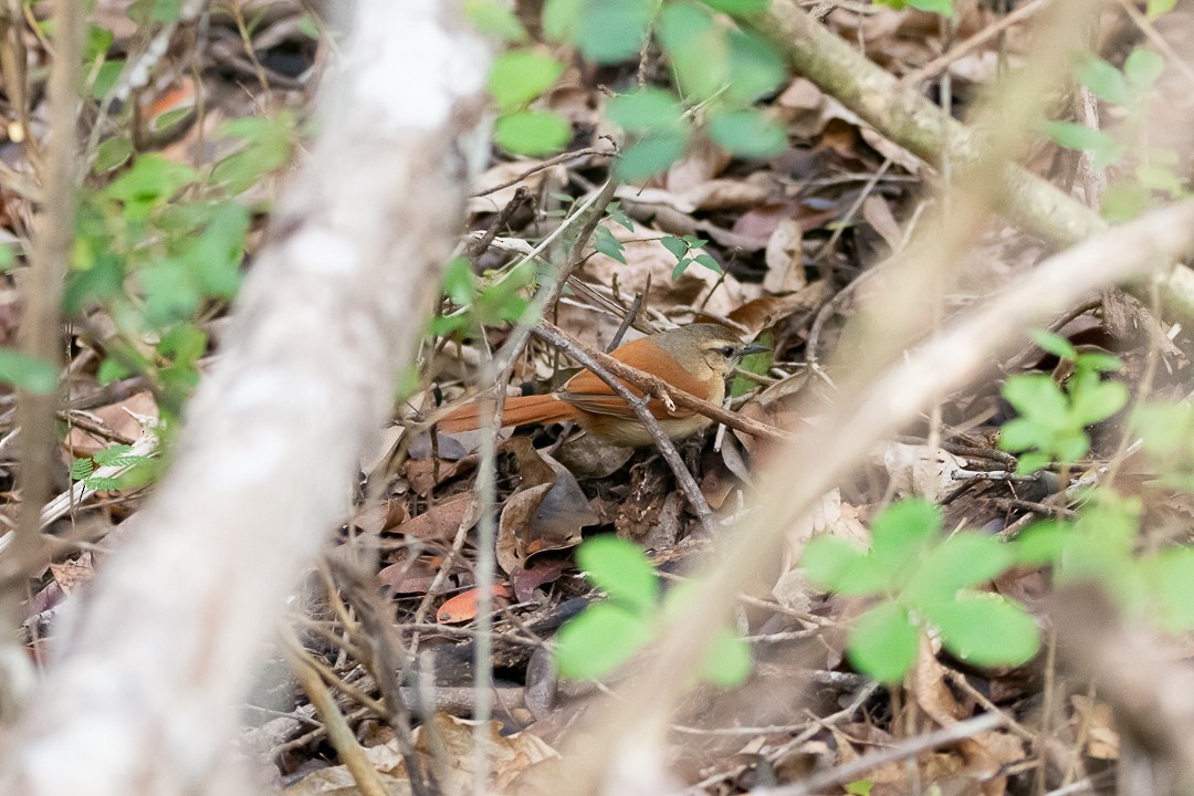 Ochre-cheeked Spinetail - ML645071491
