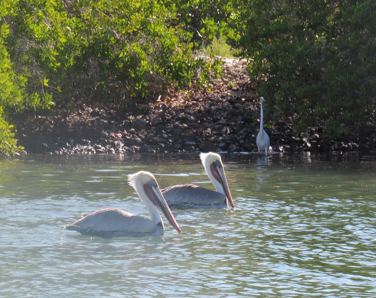 Brown Pelican - ML645071492