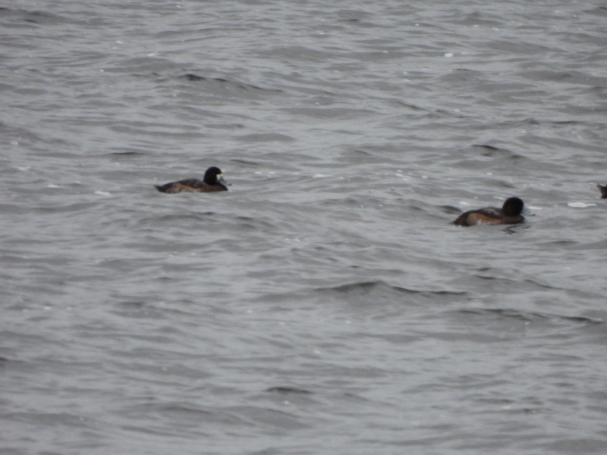 Fuligule milouinan - ML645071493