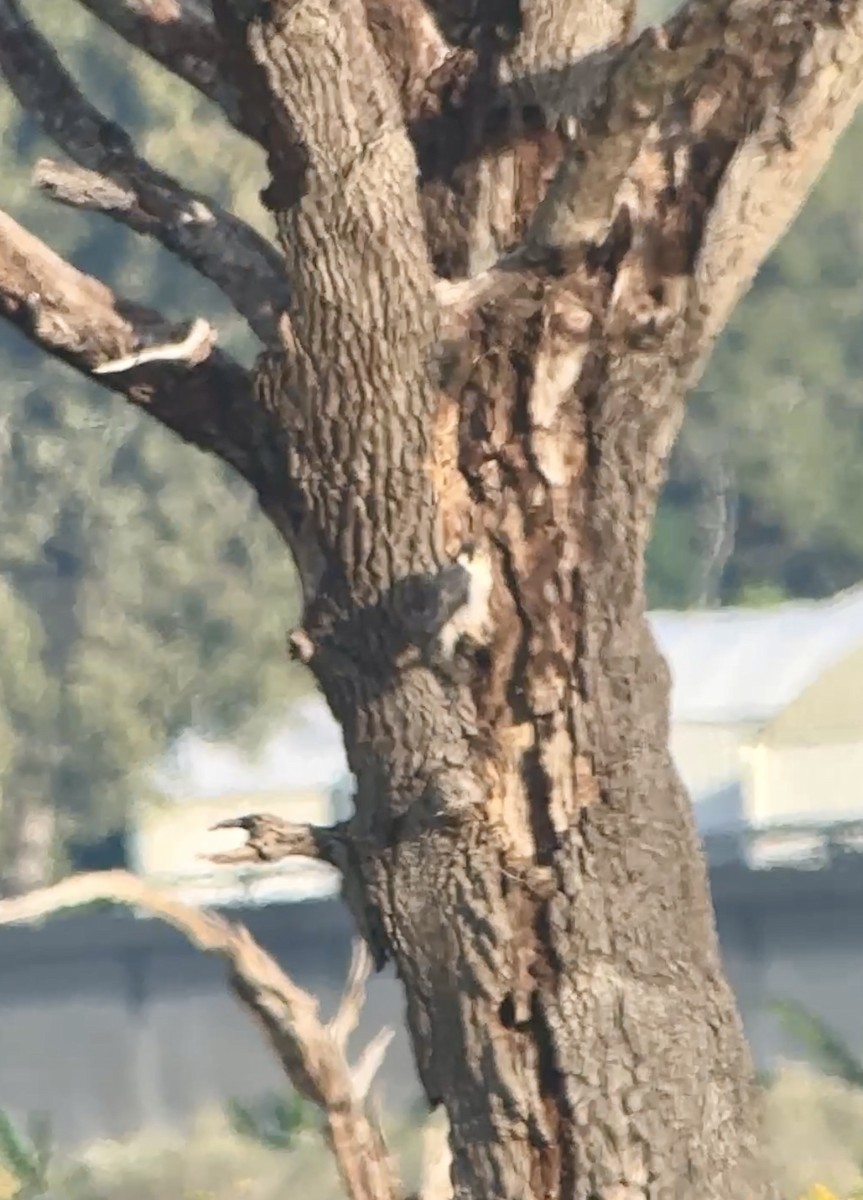 Peregrine Falcon - ML645071494