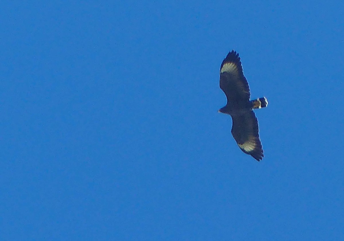 Cuban Black Hawk - ML645071495