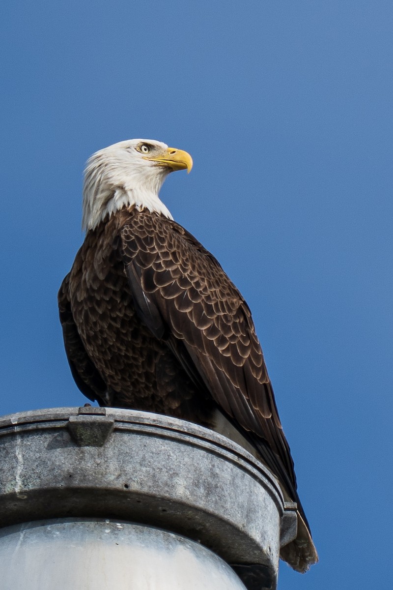 Bald Eagle - ML645071497