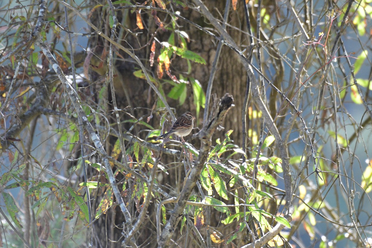 Chipping Sparrow - ML645071500