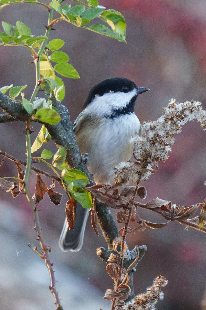 Black-capped Chickadee - ML645071501
