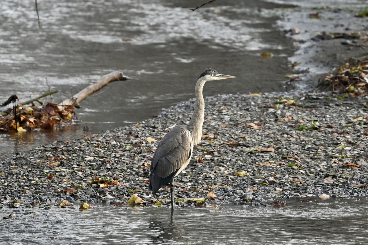 Great Blue Heron - ML645071503