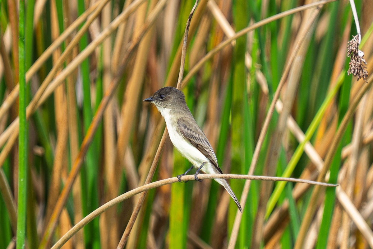 Eastern Phoebe - ML645071508