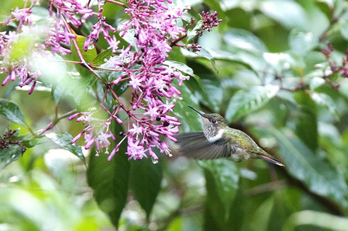 Volcano Hummingbird (Heliotrope-throated) - ML645071518