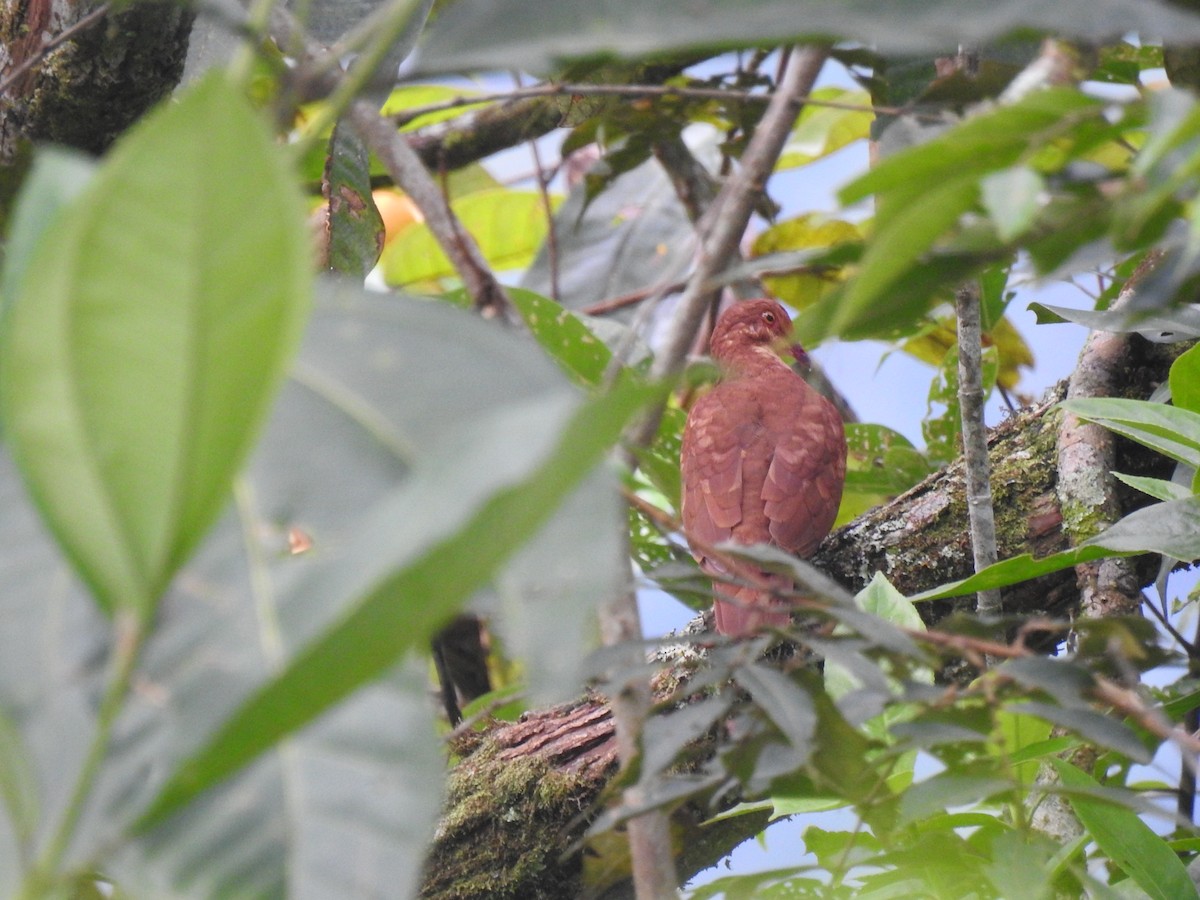 Ruddy Quail-Dove - ML645071523