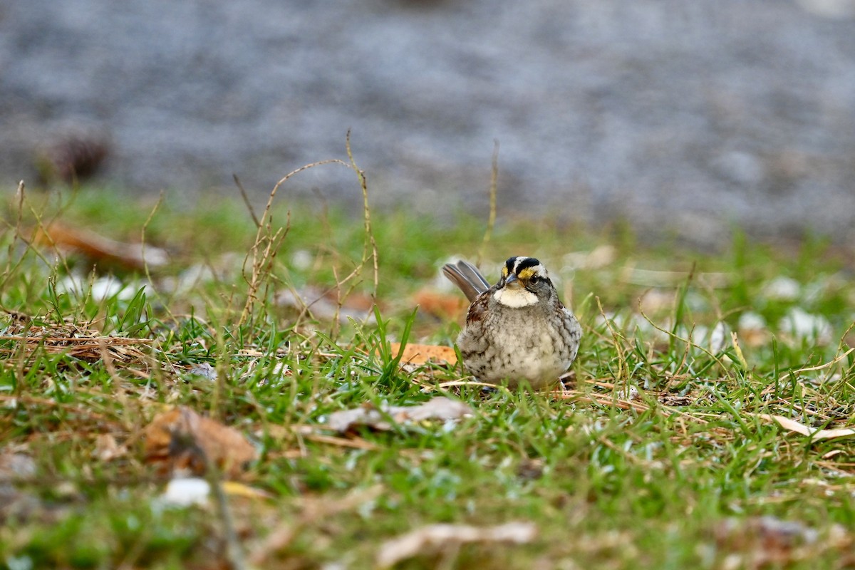 White-throated Sparrow - ML645071525
