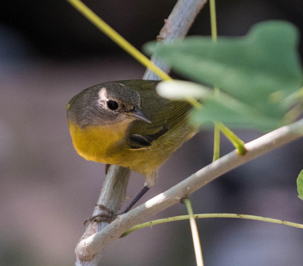Nashville Warbler - ML645071529