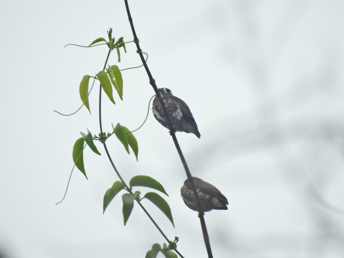 White-browed Purpletuft - ML645071535