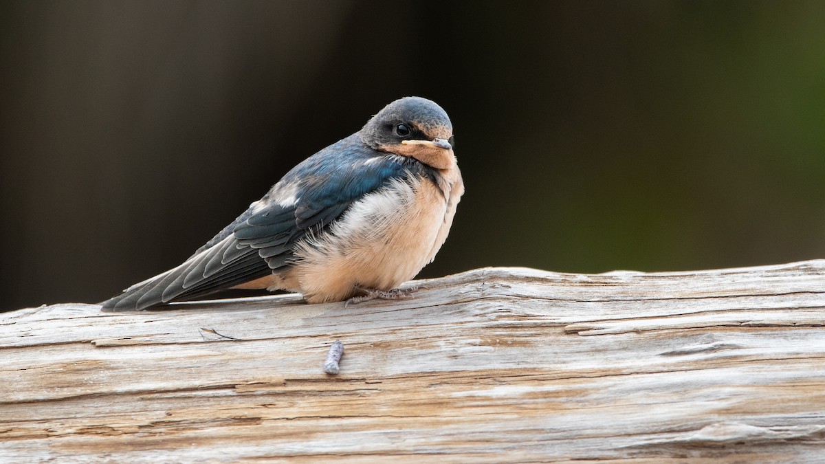Barn Swallow - ML645071549