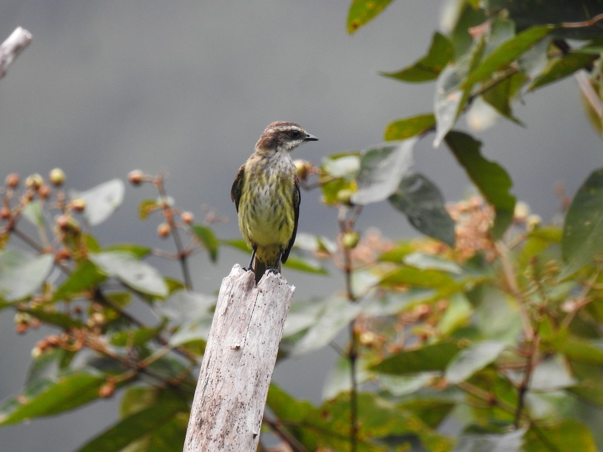 Piratic Flycatcher - ML645071552