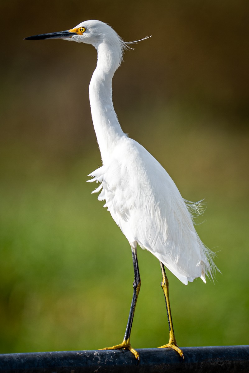 Snowy Egret - ML645071553