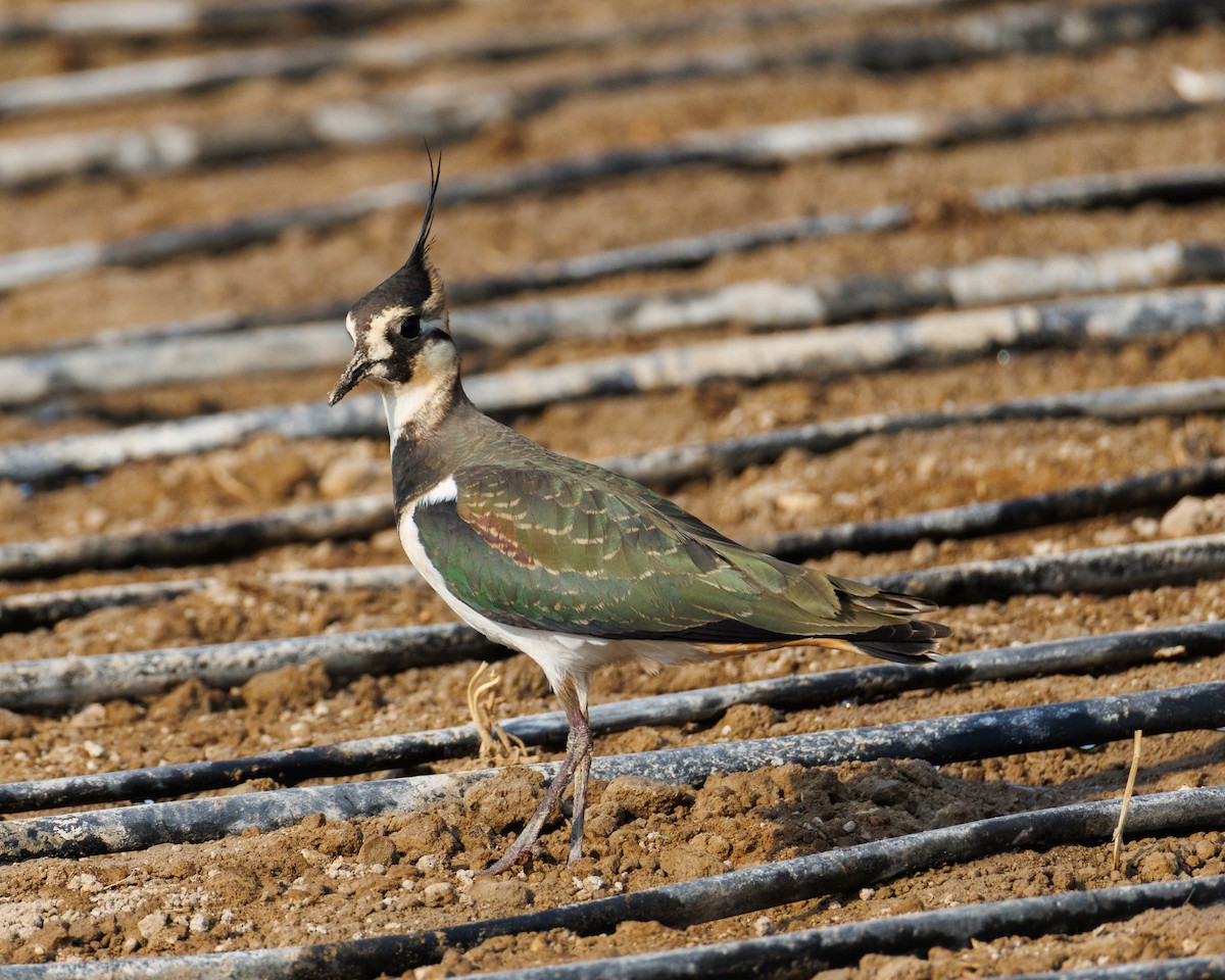 Northern Lapwing - ML645071561