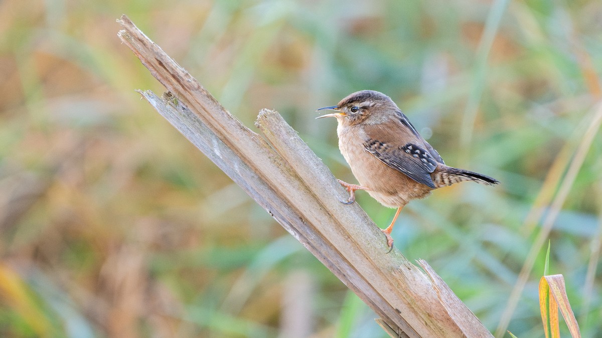 Marsh Wren - ML645071564