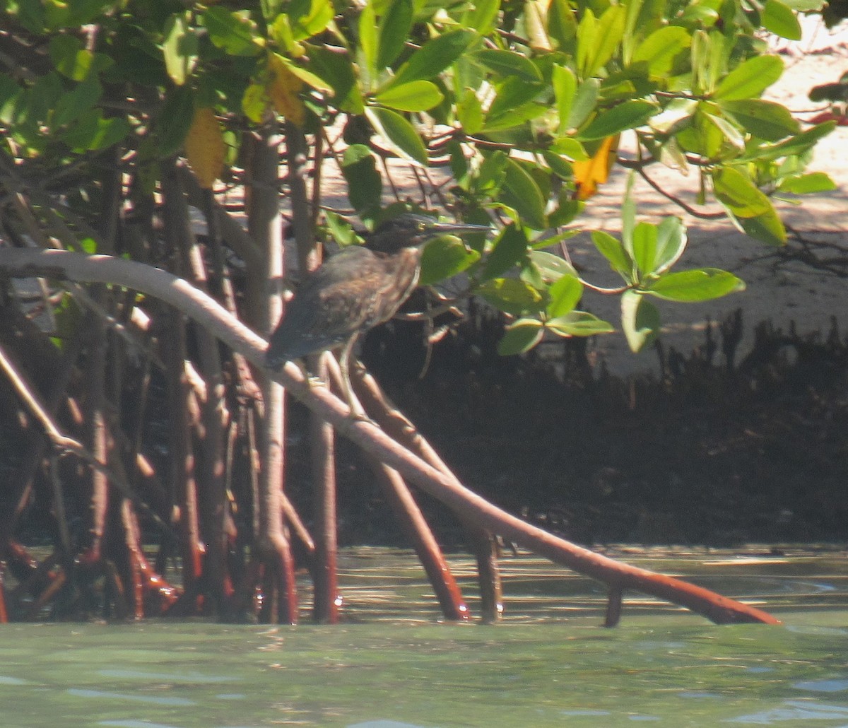Green Heron - ML645071572