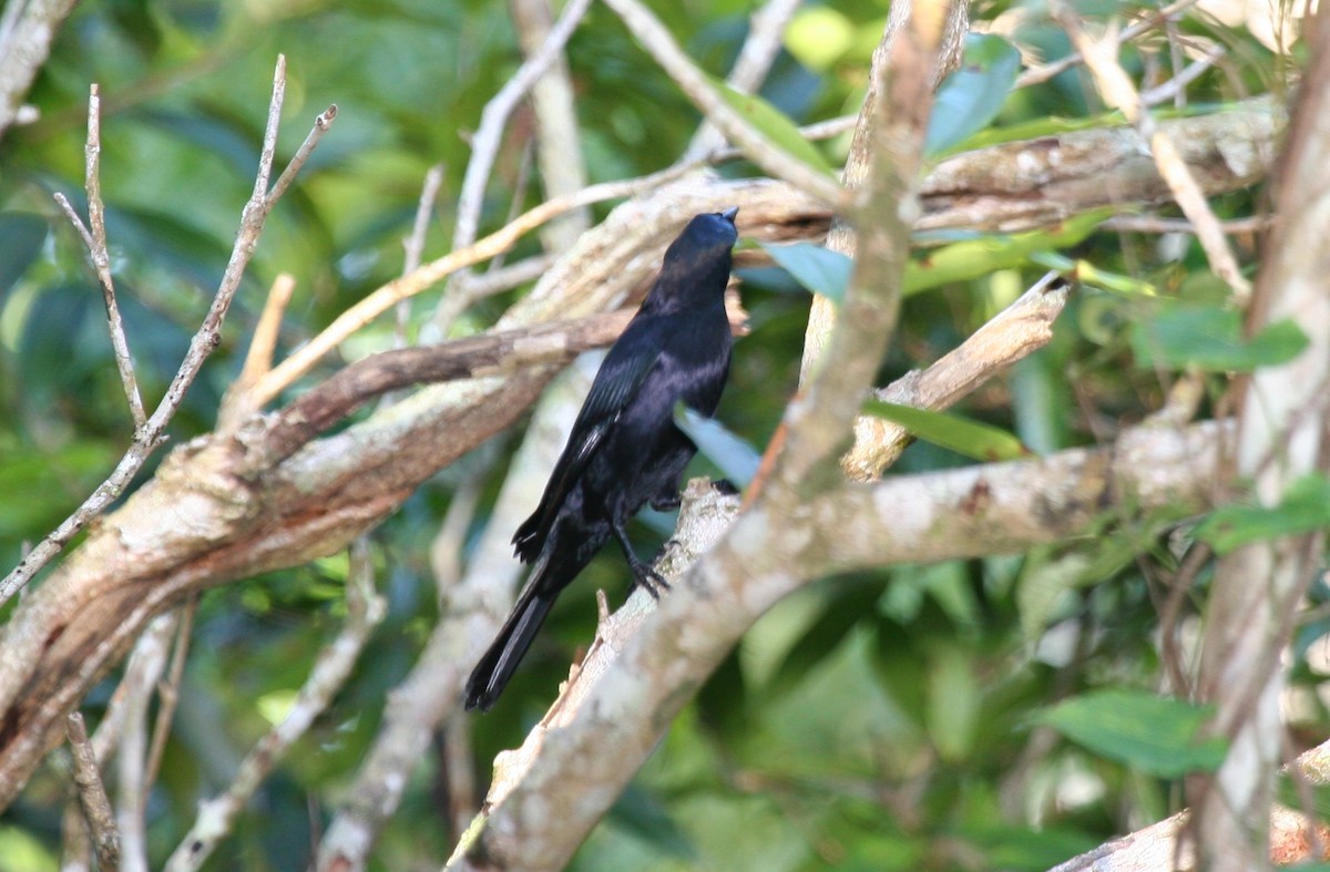 Cuban Blackbird - ML645071581