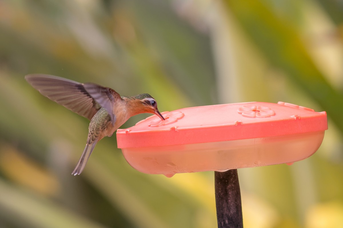 Ерміт-самітник багійський - ML645071583