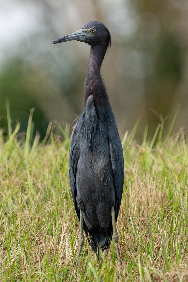 Little Blue Heron - ML645071584