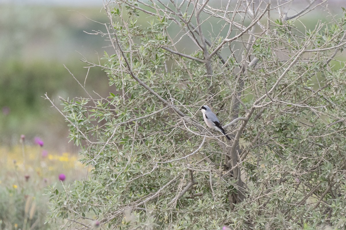 Lesser Gray Shrike - ML645071585