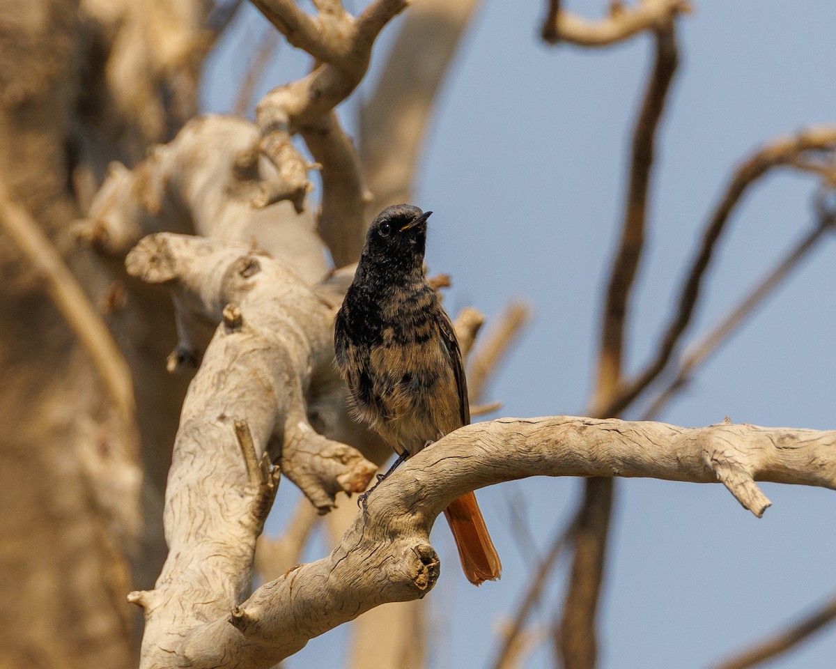 Black Redstart - ML645071586