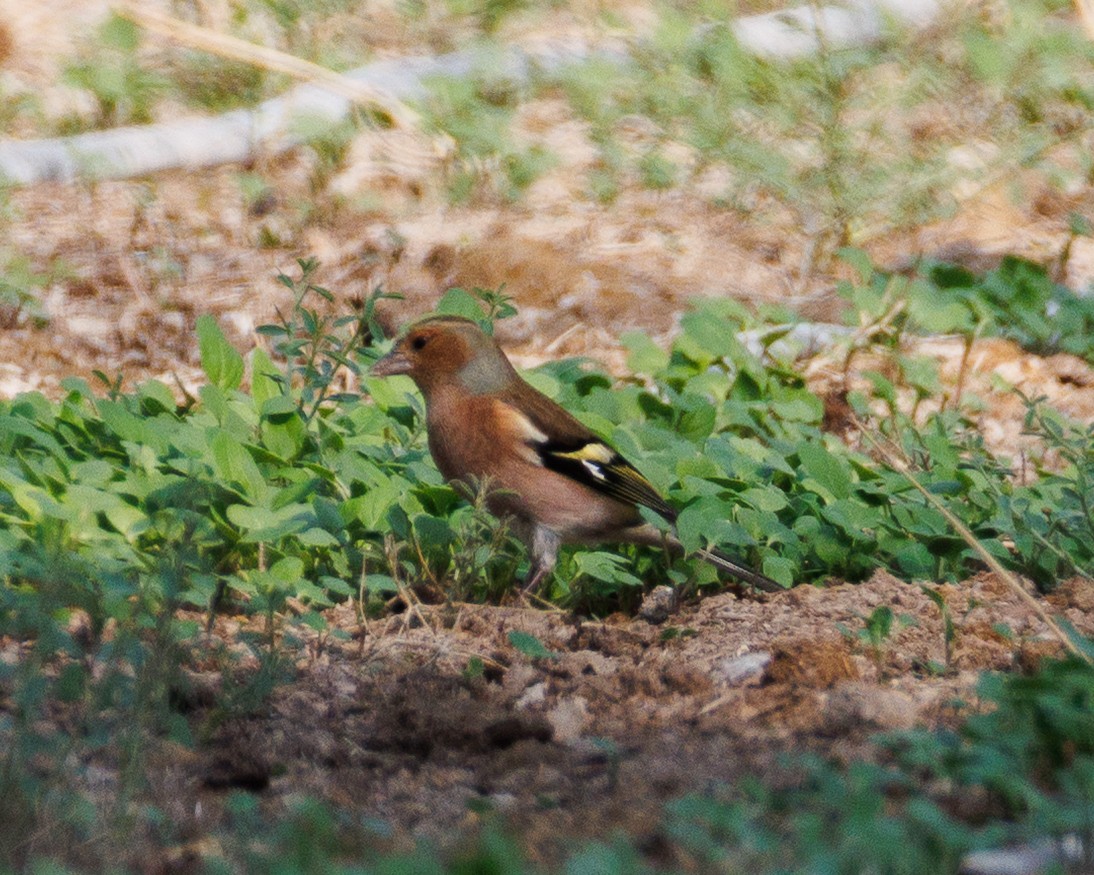 Common Chaffinch - ML645071601