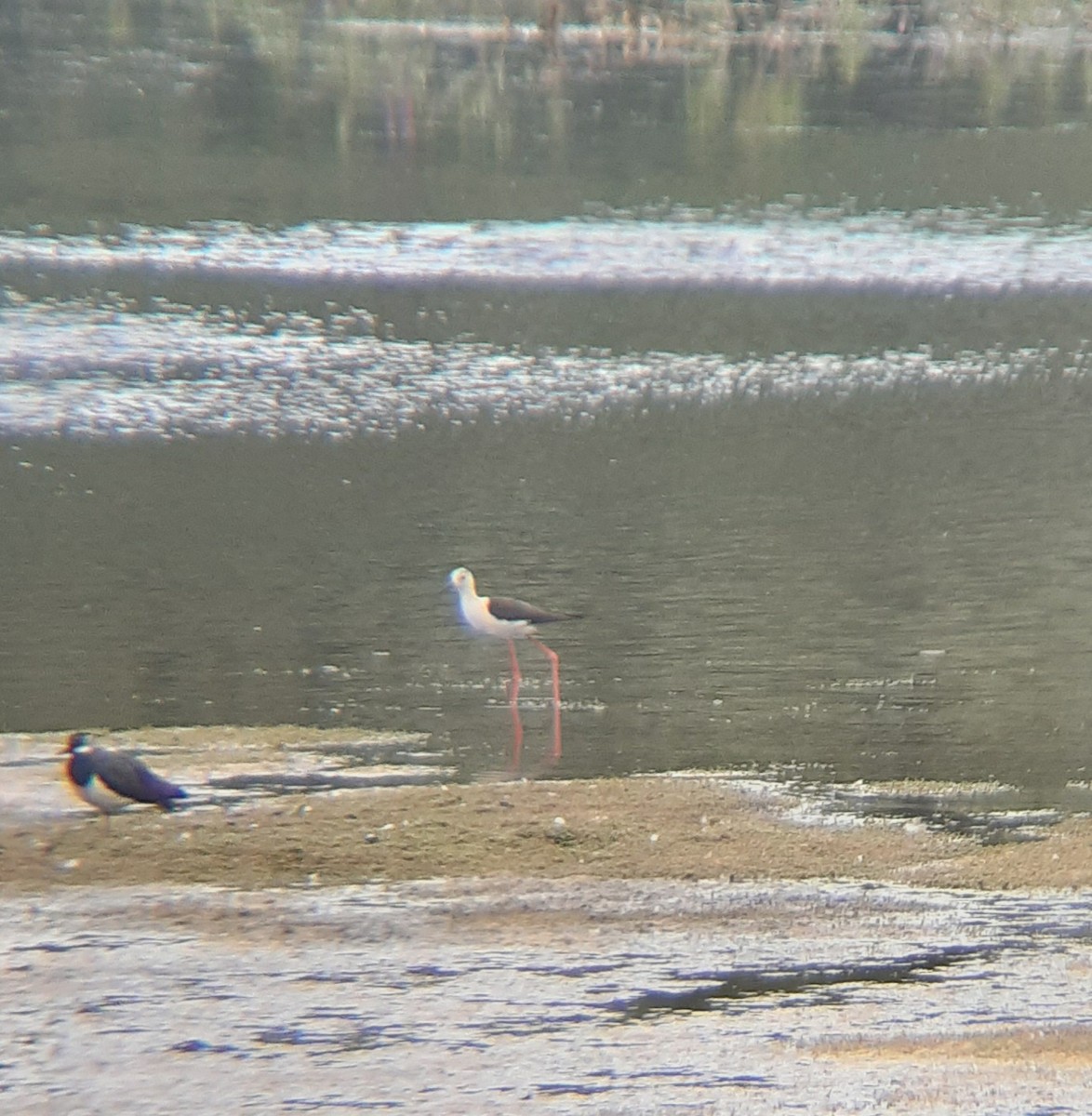 Black-winged Stilt - ML645071608