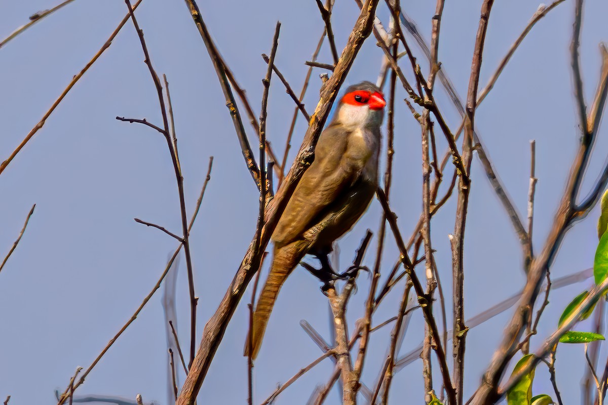 橫斑梅花雀 - ML645071610