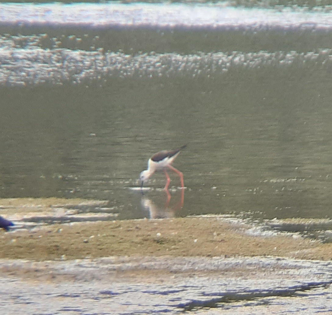Black-winged Stilt - ML645071624