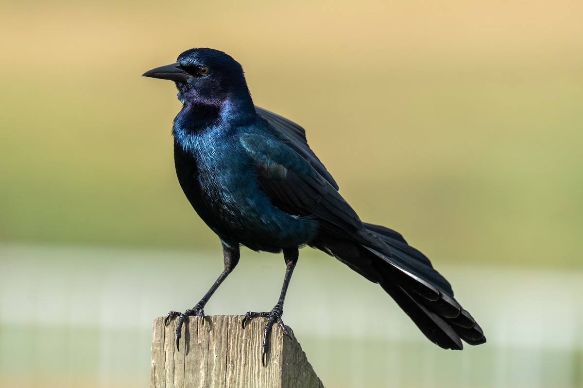 Boat-tailed Grackle - ML645071631
