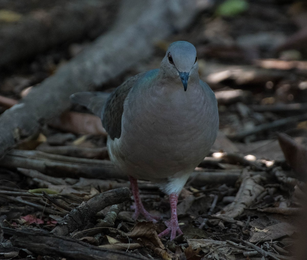 White-tipped Dove - ML645071636