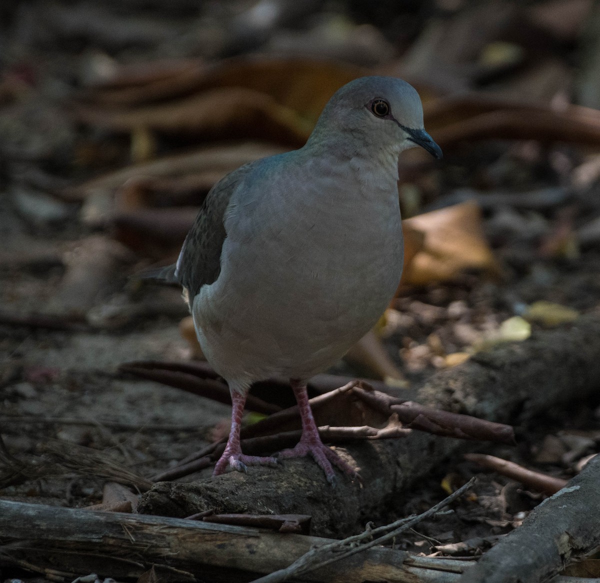 White-tipped Dove - ML645071637