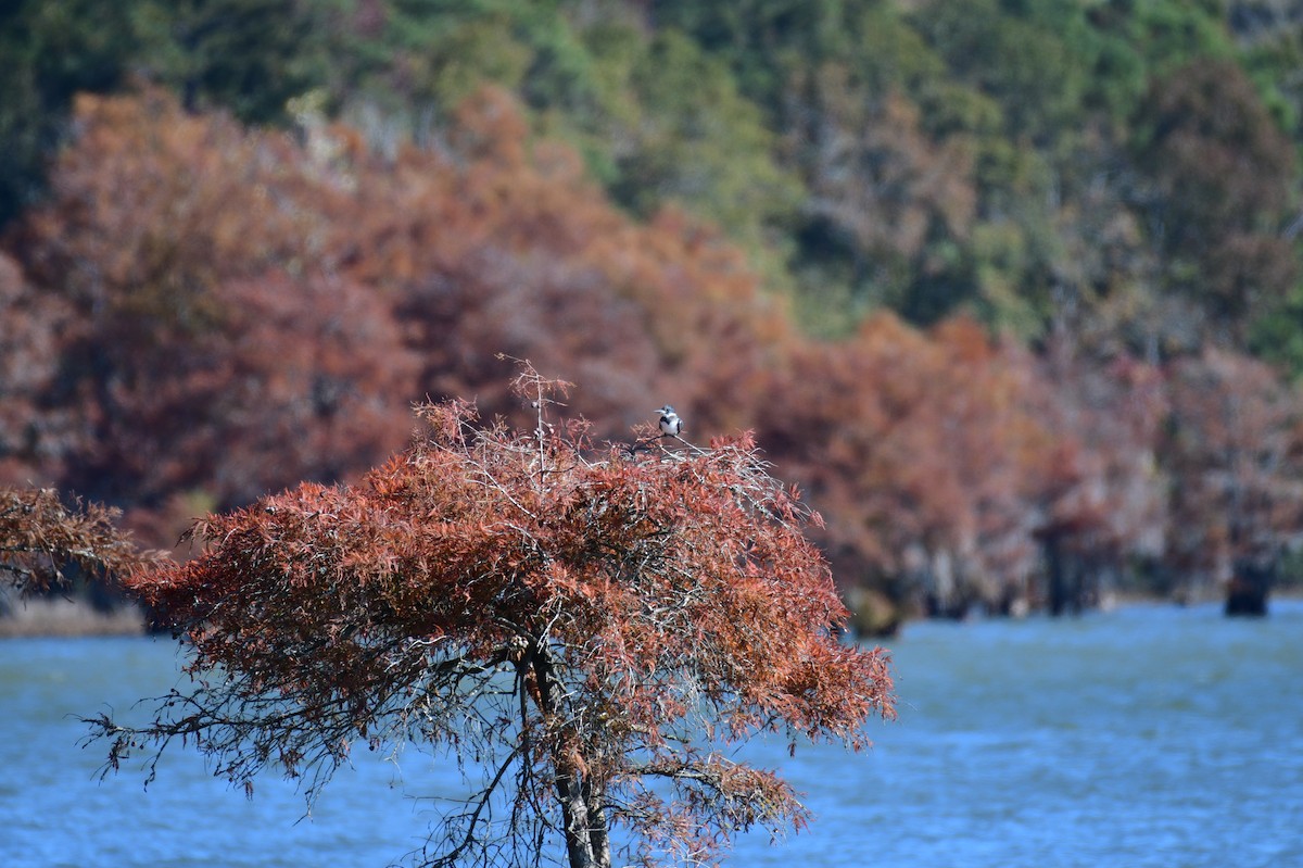 שלדג אמריקני - ML645071643