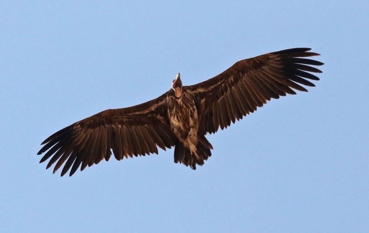 Lappet-faced Vulture - ML645071646