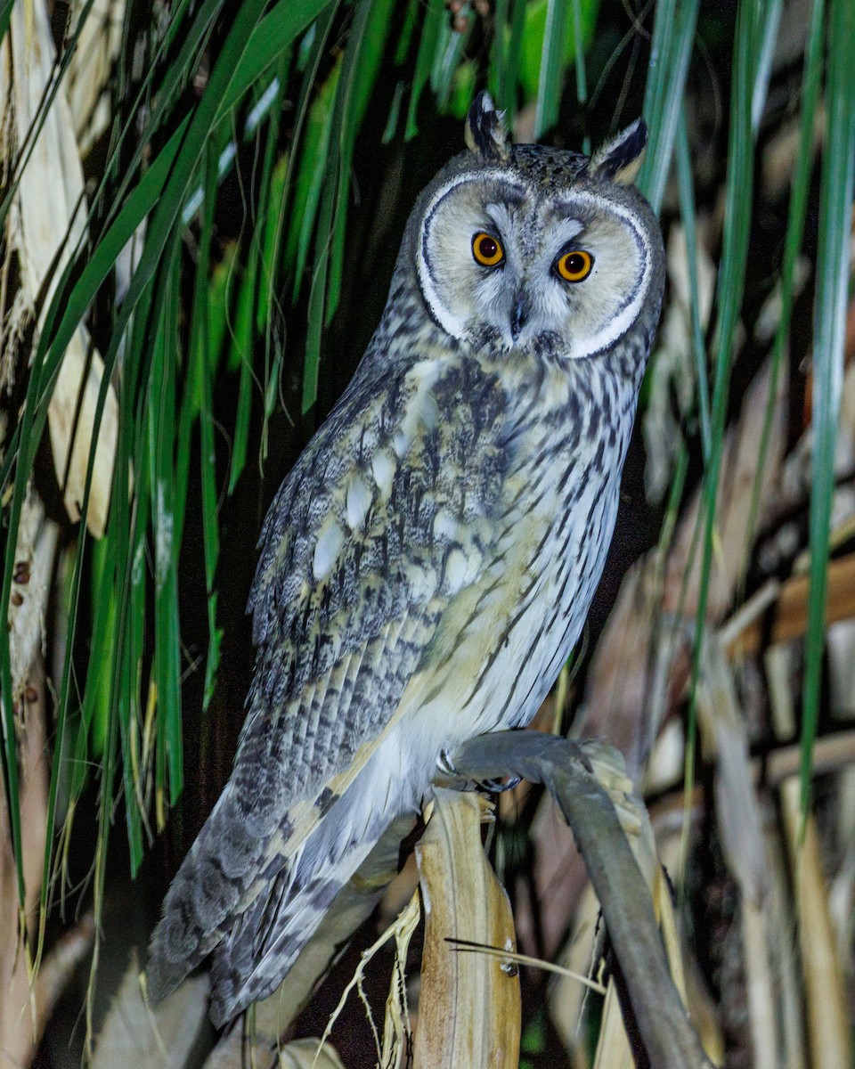 Long-eared Owl - ML645071650