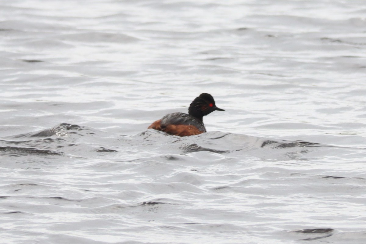 Schwarzhalstaucher - ML645071653