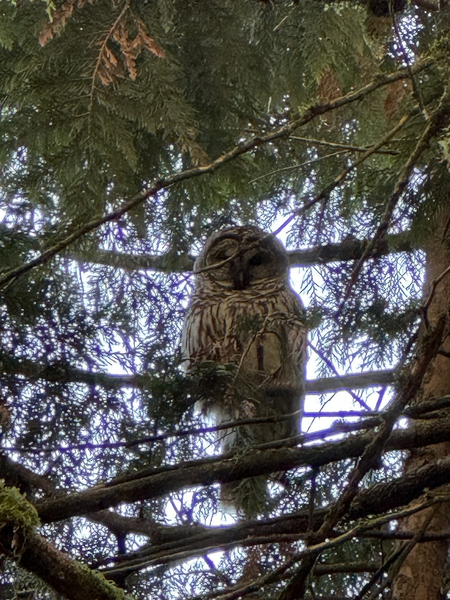 Barred Owl - ML645071656