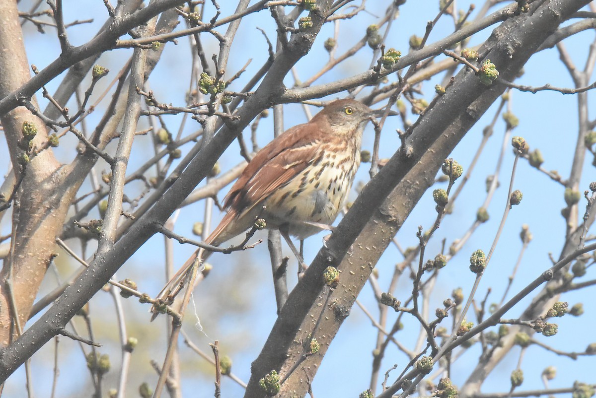 Brown Thrasher - ML645071660