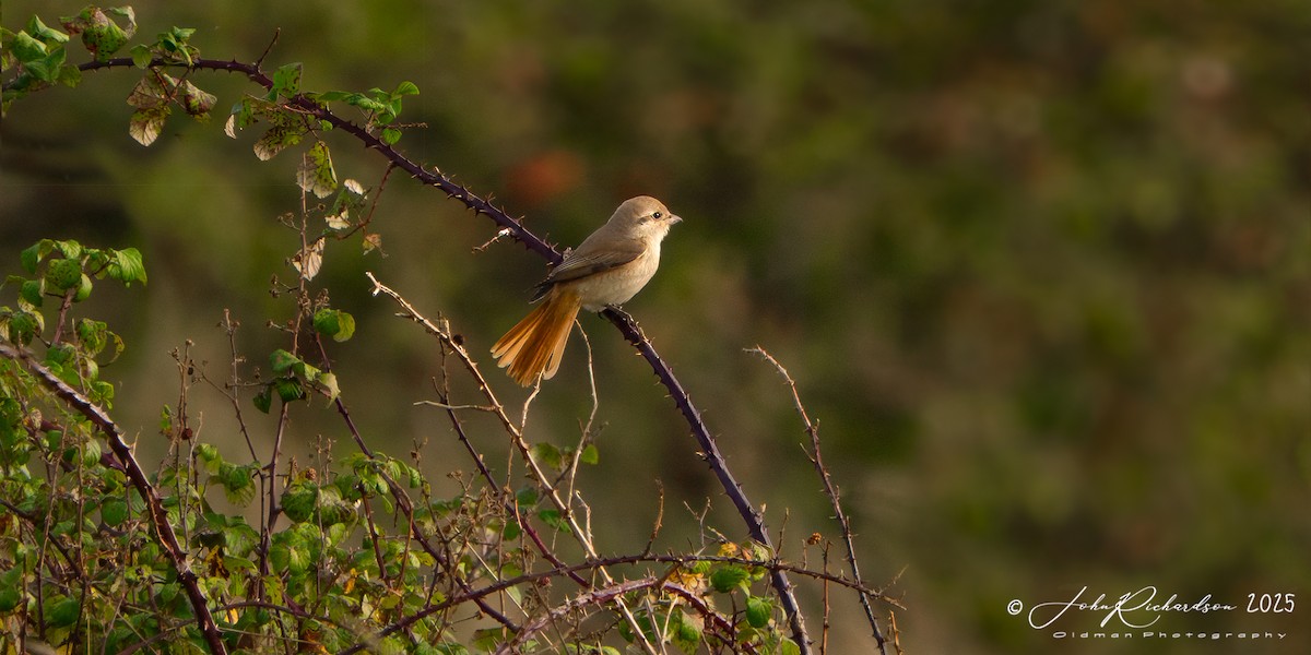 Isabellwürger - ML645071668