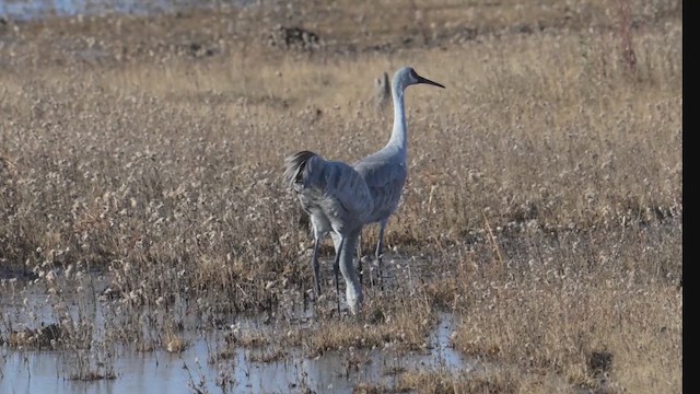 Kanada Turnası - ML645071669