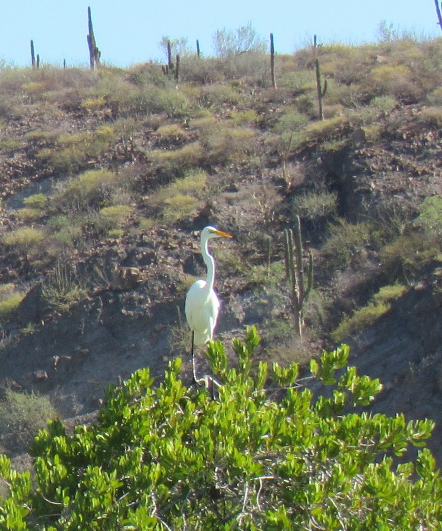 Great Egret - ML645071673