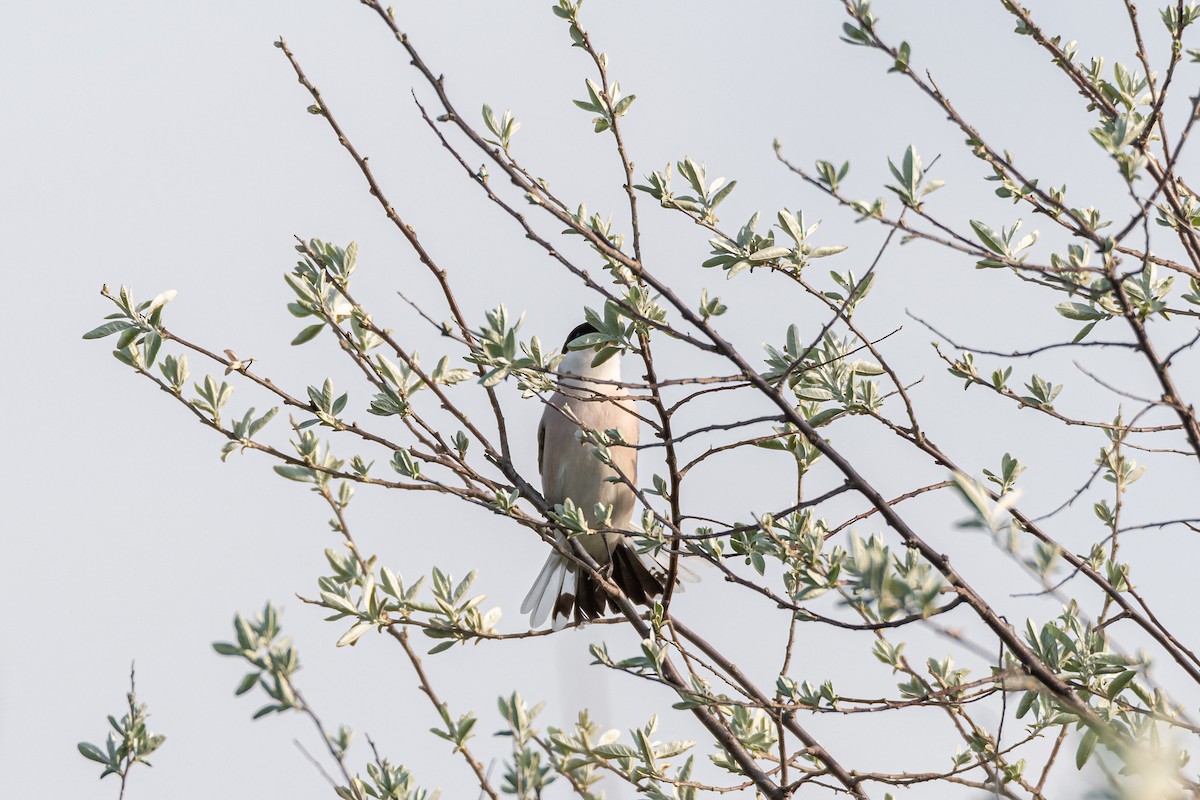 Lesser Gray Shrike - ML645071675