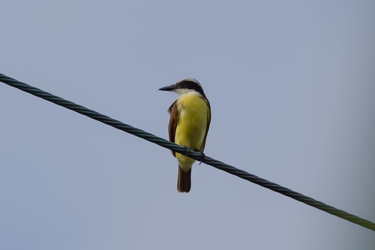 Boat-billed Flycatcher - ML645071690