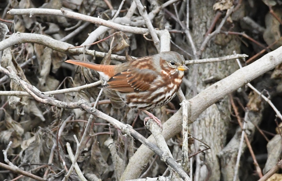 Fox Sparrow - ML645071718