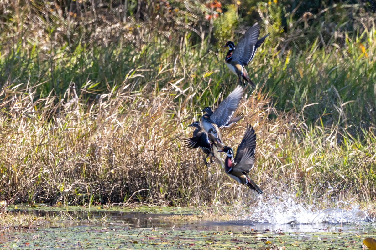 Wood Duck - ML645071737