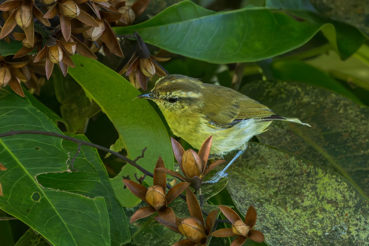 Lompobattang Leaf Warbler - ML645071740